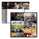 Blueline Pets Collection Monthly Desk Pad, Furry Kittens Photography, 22 x 17, White Sheets, Black Binding, 12-Month (Jan-Dec): 2023